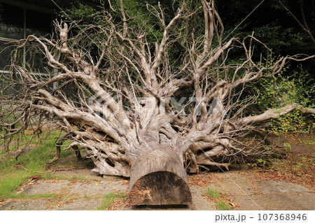 切株、モミジバフウの巨根 107368946