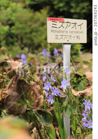 ミズアオイ 107369243