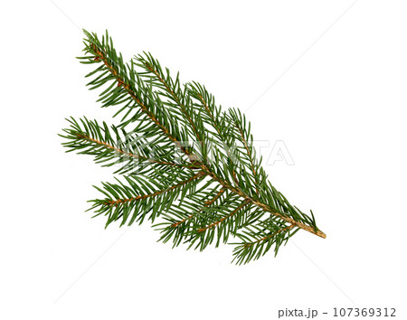 Fir tree branch on white. Christmas fir. Fir tree branch on white. Christmas fir. 107369312