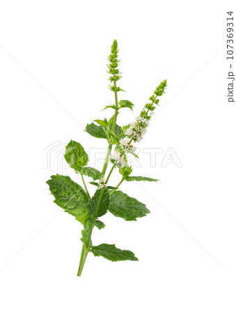 Mint  flower on white 107369314