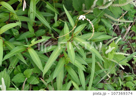 サクラタデの花 107369374