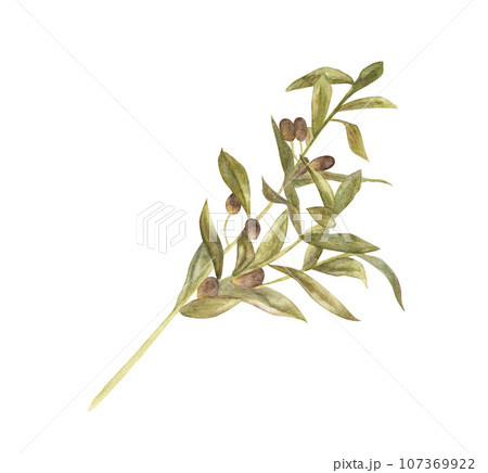 Olive branch. Watercolor illustration. 107369922