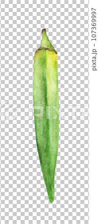 Watercolor illustrations of fresh okra or green roselle 107369997