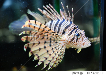 ミノカサゴ ミノカサゴ 107370592