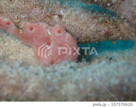 砂地で休憩するピンクのカエルアンコウ 107370620