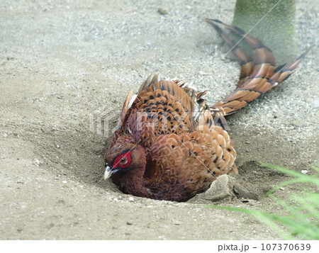 ヤマドリ ヤマドリ 107370639