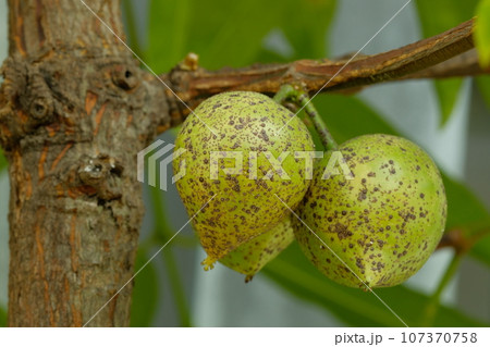 タマゴノキの実 タマゴノキの実 107370758