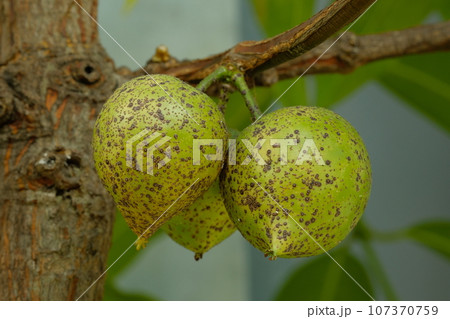タマゴノキの実 107370759