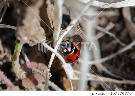 早春に日光浴をするナナホシテントウ 107370776