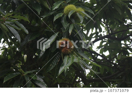 毬が割れた栗 107371079