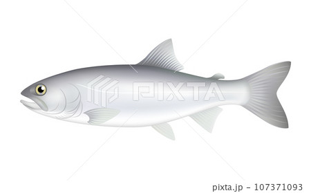 ヒメマス 107371093