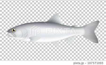 ヒメマス 107371093