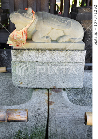 北野天満宮 手水舎の撫牛(京都市上京区) 北野天満宮 手水舎の撫牛(京都市上京区) 107371292