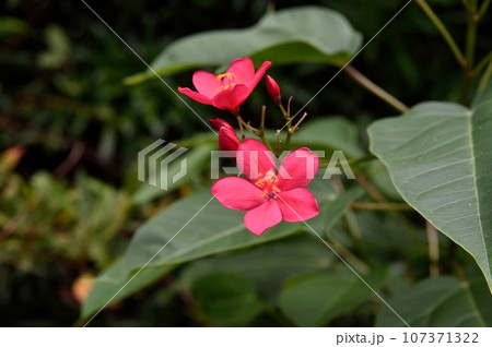 ナンヨウザクラ 107371322