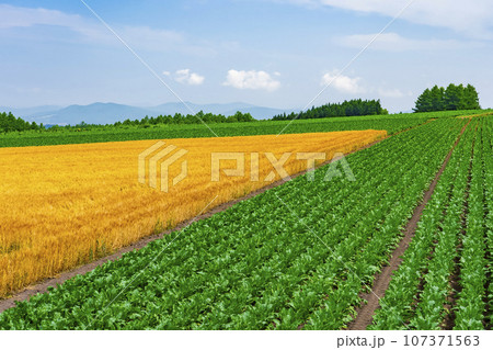 【北海道】就実の丘 初夏の丘の風景と広大な麦畑 107371563
