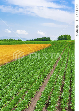 【北海道】就実の丘 初夏の丘の風景と広大な麦畑 107371568