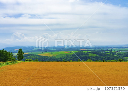 【北海道】就実の丘 初夏の丘の風景と広大な麦畑 107371570