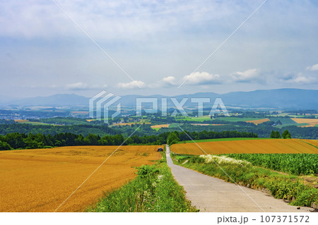 【北海道】就実の丘 初夏の丘の風景と広大な麦畑 107371572