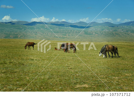 Son Kul mountain lake 107371712