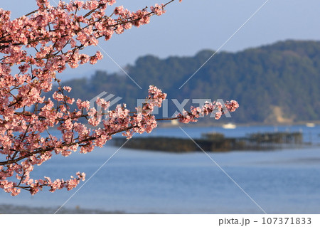 川沿いに咲く河津桜 107371833