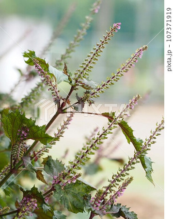 紫色の花をつけたシソ(群生する赤紫蘇の花穂) 紫色の花をつけたシソ(群生する赤紫蘇の花穂) 107371919