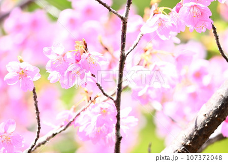 春、満開のサクラ 107372048