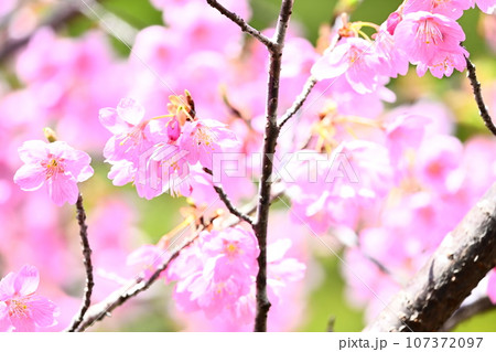春、満開のサクラ 107372097