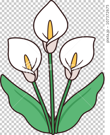 Calla lily flowers drawing Calla lily flowers drawing 107372675