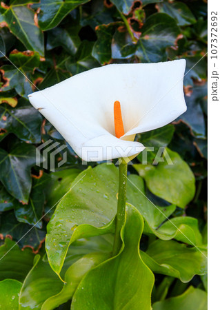 White calla lily (Zantedeschia aethiopica), also known as arum lily in garden White calla lily (Zantedeschia aethiopica), also known as arum lily in garden 107372692