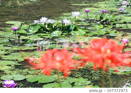 【香川県】 彼岸の（宝山湖・香川用水調整池）の水辺に咲く（睡蓮・スイレン） 107372973