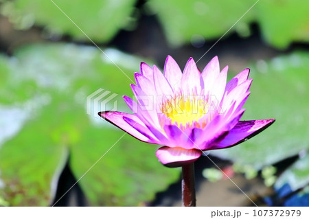 【香川県】 彼岸の(宝山湖・香川用水調整池)の水辺に咲く(睡蓮・スイレン) 【香川県】 彼岸の(宝山湖・香川用水調整池)の水辺に咲く(睡蓮・スイレン) 107372979