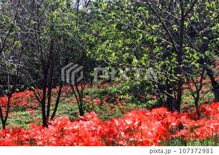 【香川県】 彼岸の(宝山湖・香川用水調整池)の周辺に咲く真っ赤な彼岸花 【香川県】 彼岸の(宝山湖・香川用水調整池)の周辺に咲く真っ赤な彼岸花 107372981