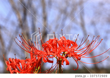 【香川県】 彼岸の(宝山湖・香川用水調整池)の周辺に咲く真っ赤な彼岸花 【香川県】 彼岸の(宝山湖・香川用水調整池)の周辺に咲く真っ赤な彼岸花 107372989