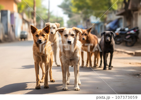 pack of stray stray dogs on a city street. problem of abandoned stray animals 107373059