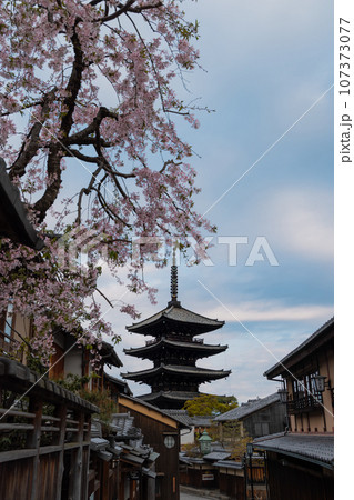 枝垂れ桜と八坂の塔 枝垂れ桜と八坂の塔 107373077