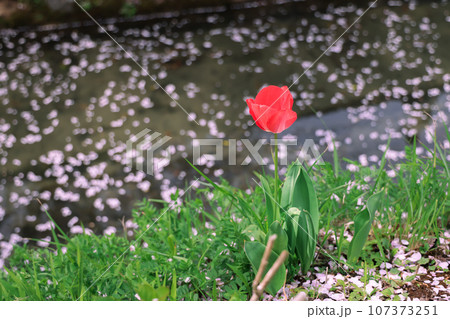 小川を流れる桜とチューリップ 小川を流れる桜とチューリップ 107373251
