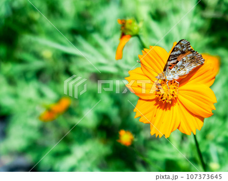 夏の景色　満開のキバナコスモスとタテハチョウ 107373645