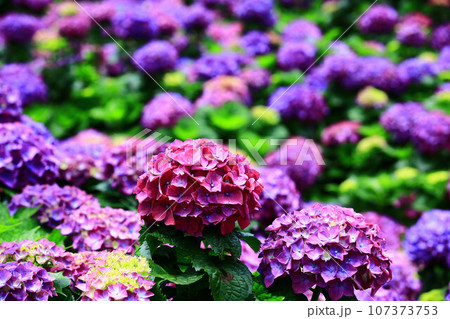 紫陽花 アジサイ あじさい 107373753