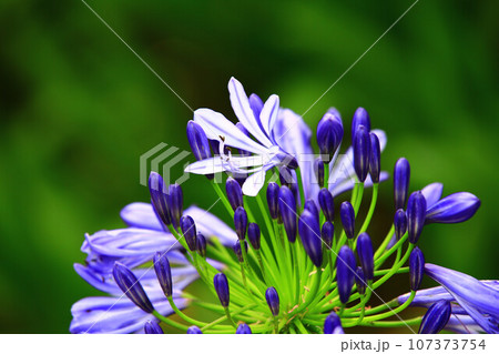 花びら 花弁 弁 107373754