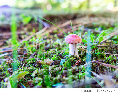 苔のなかから生えた小さなキノコ 107373777