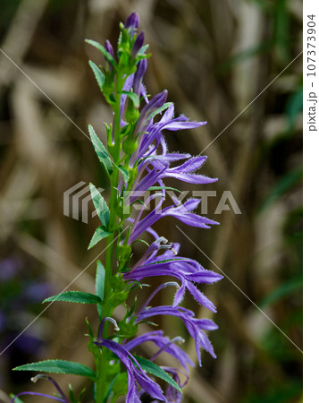 有毒植物　キキョウ科サワギキョウの濃紫色の花 107373904