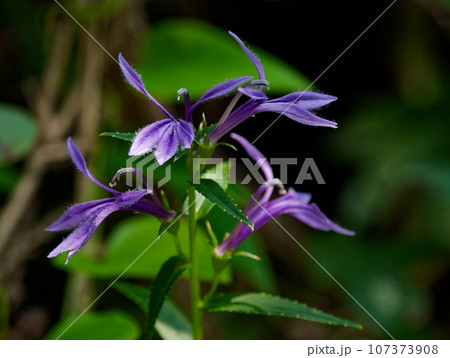 有毒植物　キキョウ科サワギキョウの濃紫色の花 107373908