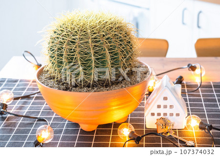 Large cactus echinocactus gruzoni in interior of the home in kitchen, illuminated by garland lamps and miniature of house project with keys. Potted plant in green house, real estate rental, insurance Large cactus echinocactus gruzoni in interior of the home in kitchen, illuminated by garland lamps and miniature of house project with keys. Potted plant in green house, real estate rental, insurance 107374032