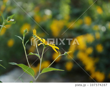 黄色い花 黄色い花 107374287