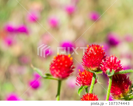 晩夏のカラフルで楽しい花壇 107374443