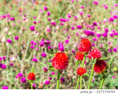 晩夏のカラフルで楽しい花壇 晩夏のカラフルで楽しい花壇 107374444