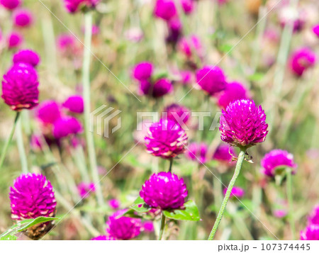 晩夏のカラフルで楽しい花壇 晩夏のカラフルで楽しい花壇 107374445