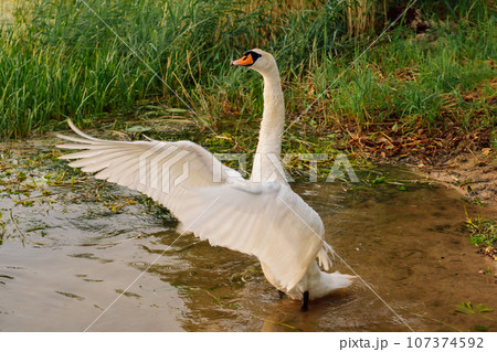 Gorgeous white swan flapping wings, giving appearance of wide open arms and looking ahead, standing in lake near shore. 107374592