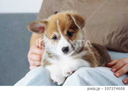 Portrait of brown white puppy of welsh pembroke corgi lying with raised ear, posing on legs of unrecognizable woman. 107374608