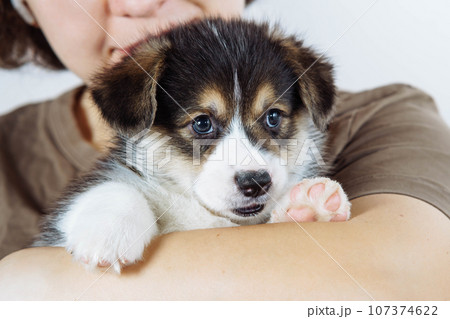 Cropped photo of woman owner holding beautiful little brown white puppy of dog welsh pembroke corgi on white background. Cropped photo of woman owner holding beautiful little brown white puppy of dog welsh pembroke corgi on white background. 107374622